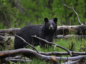 A black bear pauses its hunt west of Turner Valley, Ab., on Wednesday June 3, 2015.