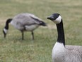 A file photo of Canada geese