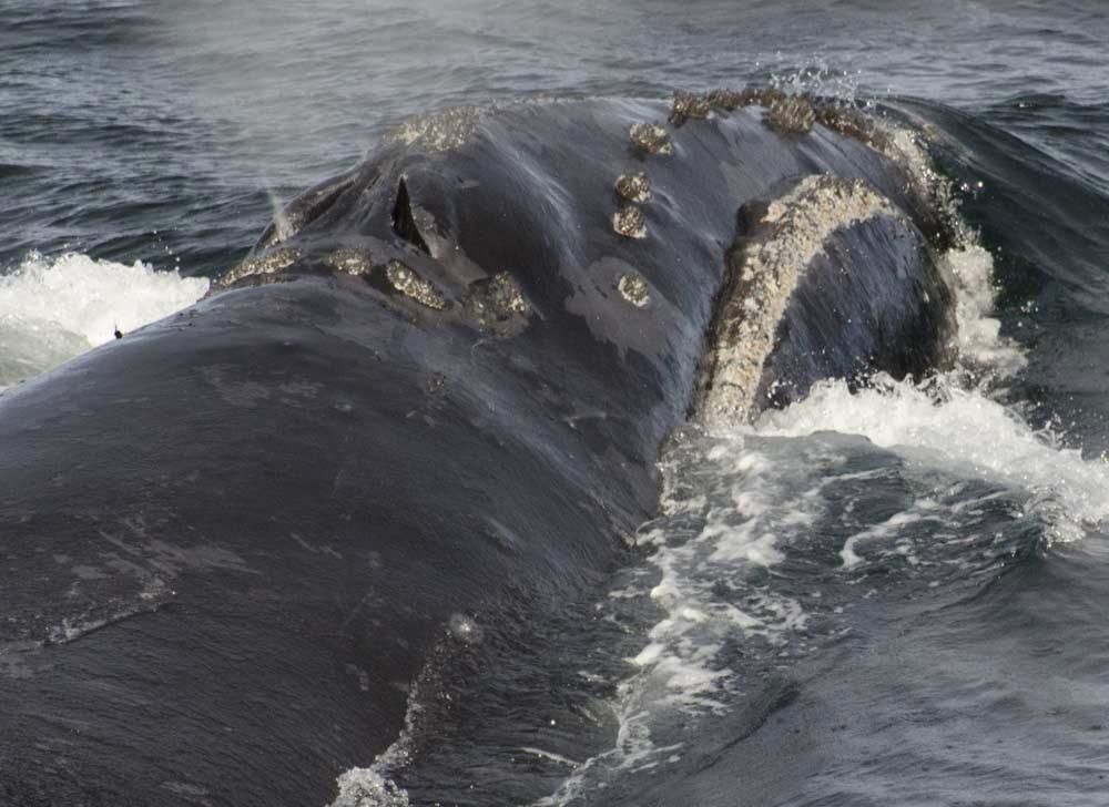 A Very Rare Whale Was Spotted In The Bering Sea — For The First Time In ...