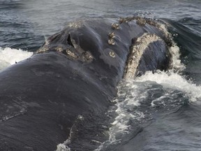 A North Pacific right whale swims in the Bering Sea west of Bristol Bay. Jessica Crance, a research biologist with the National Oceanic and Atmospheric Administration, was able to use acoustic equipment to find and photograph two of the extremely endangered whales and obtain a biopsy sample from one. NOAA estimates only 30 to 50 eastern stock North Pacific right whales still remain.