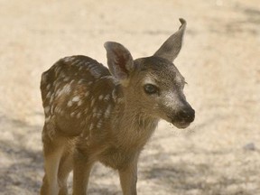 A three-day-old baby mule deer at Arizona Game and Fish Department headquarters in Phoenix in a photo taken Monday. A man found the fawn, thought it was abandoned and took it into a bar to see if anybody else wanted to take it home.