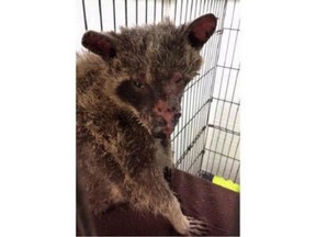 This raccoon is being treated by a veterinarian for burns to its face, arms, belly and one side of its body.