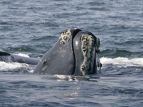 A North Atlantic right whale breaks the ocean surface off Provincetown, Mass., in Cape Cod Bay. Just this year, 13 of the marine mammals have been killed, some in collisions with ships or from getting tangled in fishing gear.