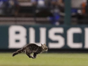 A cat runs across the field at Busch Stadium during the sixth inning of a baseball game between the St. Louis Cardinals and the Kansas City Royals on Wednesday, Aug. 9, 2017, in St. Louis.