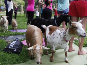 In this photo taken July 19, 2017, goats walk through a yoga session at Oak Hollow Acres Farm in Burlington, Wis. Yoga classes are popping up across the country that are including the playful goats. (AP Photo/Carrie Antlfinger)