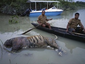 FILE- In this Aug. 18, 2017 file photo, the carcass of a tiger lies in floodwaters at the Bagori range inside Kaziranga National Park in the northeastern Indian state of Assam. Devastating floods triggered by monsoon rains have killed more than 950 people and displaced close to 40 million people from their homes across northern India, southern Nepal and northern Bangladesh in recent days. (AP Photo/Uttam Saikia, File)