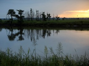 In this July 16, 2017, photo, the sun rises on a "ghost forest" near the Savannah River in Port Wentworth, Ga.