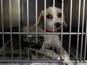 In this Aug. 22, 2017 photo, a dog sits inside his kennel at the Villa Michelle Animal Shelter in Mayaguez, Puerto Rico. This was one of 206 abandoned dogs that were flown from Puerto Rico to the U.S. mainland in an airlift organized by a coalition of rescue groups working to ease an overpopulation problem on the island has that resulted in almost certain death for stray and abandoned animals. (AP Photo/Ricardo Arduengo)