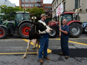 Dairy farmer Chris Ryan of Saint Isidore, Ontario holds onto a dairy cow as he takes part in a protest in front of Parliament Hill in Ottawa on Tuesday, September 29, 2015.