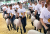 Contestants show sheep during competition at the Iowa State Fair.