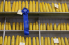 A ribbon marks the winning corn in the Agriculture Building at the Iowa State Fair.