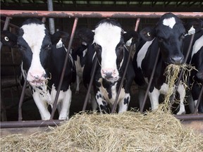 Supply management controls levels of milk production by tying it to Canadian consumer demand and limiting foreign competition through high tariffs. Similar systems also regulate production of cheese, poultry and eggs. Dairy cows are seen at a farm in Danville, Que., on August 11, 2015. THE CANADIAN PRESS/Ryan Remiorz