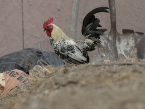 In this Wednesday, July 12, 2017 photo, A rooster roams the Indian Hills East colonia near Alamo, Texas. An estimated 500,000 people in Texas live in colonias and both the state and federal government have worked to stop the proliferation of these impoverished neighborhoods and improve the ones already settled decades ago by migrant workers. (AP Photo/Eric Gay)