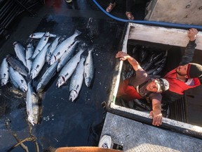 Allen Cooke, left, and Nathan Cultee emerge from the hold of the Marathon after having separated out the 16 farm-raised Atlantic salmon they caught fishing off Point Williams, Wash., on Tuesday, Aug. 22, 2017. Two boats sailed into Home Port Seafoods in Bellingham with several of the farm-raised Atlantic salmon that escaped from their nets Monday. (Dean Rutz /The Seattle Times via AP)