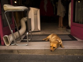 FILE - In this July 13, 2017 file photo, a dog rests next to an air conditioner vent placed in a clothes shop during a hot summer day in Madrid. Earth sizzled to yet another all-time heat record last month.The National Oceanic and Atmospheric Administration (NOAA) said Thursday, Aug. 17, 2017, that Earth's land surfaces in July were the hottest since record keeping began in 1880. (AP Photo/Francisco Seco, File)