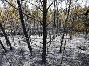 FILE - In this Oct. 10, 2016, file photo, a row of trees are damaged and covered in ash after a wildfire, due to drought conditions, broke out on Bone Dry Road in Kimberly, Ala. A draft federal science report on the effects of global warming breaks down how climate change has already hit different regions of the United States. (AP Photo/Brynn Anderson, File)