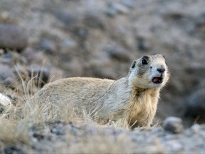 In this Monday, Aug. 28, 2017 photo, a prairie dog, the main food source for black-footed ferrets, watches from a distance during a release of 13 endangered black-footed ferrets on the historic Pitchfork Ranch near Meeteetse, Wyo.(Mark Davis/The Powell Tribune via AP)