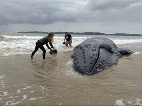 People splash buckets of water on a humpback whale stranded on the shore at Rasa Beach in Buzios, Brazil, Thursday, Aug. 24, 2017. With the help of hundreds of people and the return of the high tide, the whale returned to the ocean. (Bebeto Karolla/Folha de Buzios via AP)