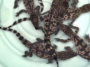 In this Friday, Aug. 11, 2017, photo provided by The Wildlife Conservation Society and Fisheries Administration, Siamese baby crocodiles swim in a bin at the Koh Kong Reptile Conservation Center in Koh Kong, Cambodia. WCS and FIA announced on Tuesday, Aug. 15, 2017, that the eggs of nine Siamese crocodiles, listed on IUCN's red list as critically endangered have hatched. The total population of Siamese crocodiles, around 410 wild adults, of which 100-300 live in Cambodia, making it the most important country for the conservation of this species. (Wildlife Conservation Society and Fisheries Administration via AP)