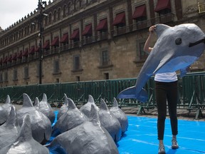 FILE - In this July 8, 2017 file photo, a young woman with the World Wildlife Fund carries a papier mache replica of the critically endangered porpoise known as the vaquita marina, during an event in front of the National Palace calling on the Mexican government to take additional steps to protect the world's smallest marine mammal, in Mexico City. Conservation groups say in a report released Monday, Aug. 28, 2017, the Mexican government's lack of action is to blame for the near-extinction of the critically endangered vaquita marina porpoise. (AP Photo/Rebecca Blackwell, File)