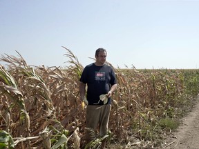 Pavel Tordaj, 42, a farmer, stands inside his field of corn which has been decimated by drought, in Padina, Serbia, Thursday, Aug. 10, 2017. Authorities and experts are warning that extremely hot and dry summer this year in the Balkans has decimated crops, dried rivers and hurt the animal world. (AP Photo/Marko Drobnjakovic)