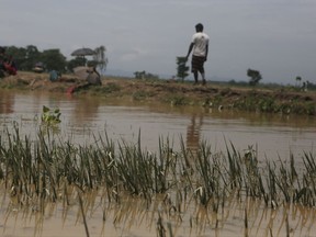Paddy fields are submerged in flood waters in Saptari district, Nepal, Monday, Aug. 14, 2017. Heavy monsoon rains have unleashed landslides and floods that killed dozens of people in recent days and displaced millions more across northern India, southern Nepal and Bangladesh. (AP Photo/Niranjan Shrestha)