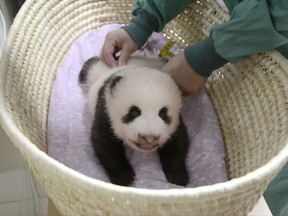 This Friday, Aug. 11, 2017 photo released by Tokyo Zoological Park Society Monday, Aug. 14, 2017, shows a giant panda cub  during a health check at Ueno Zoo in Tokyo, two months after the female cub born on June 12. As of last week, the giant panda cub is still unable to stand on all fours. On this Friday, the panda cub had its measurements taken and underwent physical examinations, and was reported to be in good condition on Monday, Aug. 14. (Tokyo Zoological Park Society via AP)