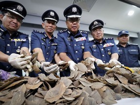 Seized pangolin scales are shown by a Malaysian Customs officials after a press conference at Customs office in Sepang, Malaysia on Wednesday, Aug. 2, 2017. The Malaysian Custom authorities thwarted another attempted smuggling of endangered animal byproducts through its Kuala Lumpur International Airport last week. At a press conference on Wednesday, officials said that 75.74 kilograms (166 lb.) of ivory worth 275,000 Malaysian Ringgit (USD$64,140) and 300 kilograms of pangolin scales worth 3,863,000 Malaysian Ringgit (USD$900,991) were seized at two separate locations within the airports free trade zone warehouse. (AP Photo/Vincent Thian)