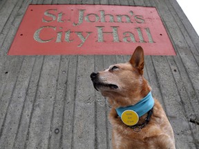 Finn, a five-year-old Australian cattle dog, is shown in front of city hall in St.John's, N.L., Tuesday, Sept.12, 2017.