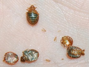Bed bugs can thrive in dirty laundry, a new study says