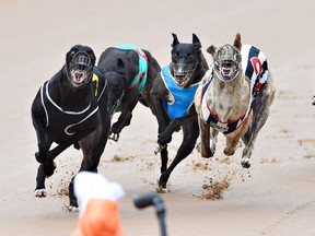 General view of a dog race in Melbourne, Australia. An Irish greyhound has been banned from racing temporarily because of a positive cocaine test.