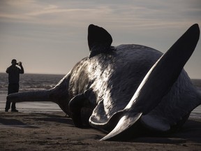 One of three sperm whales found washed ashore near Skegness  lays on a beach on January 25, 2016 in Skegness, England.