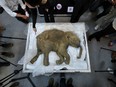 The carcass of the world's most well-preserved baby mammoth, named Lyuba,  displayed in Hong Kong