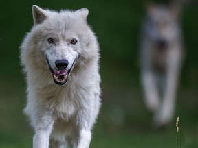 This picture taken on July 8, 2014 shows a wolf at the Wolf Science Center (WSC) in Ernstbrunn, Austria.