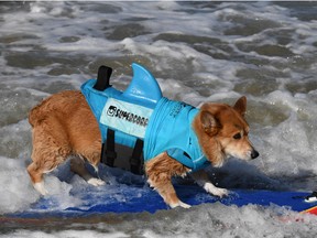 Getting wet, such as this surfing corgi here, is a recommended method of staying cool.