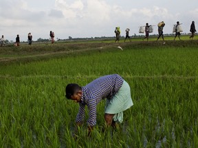 A Bangladeshi rice farmer works the field, while Myanmar's Rohingya ethnic minority, background, arrive after crossing the border from Myanmar into Bangladesh, near Cox's Bazar's Gundum area, Saturday, Sept. 2, 2017. Tens of thousands more people have crossed by boat and on foot into Bangladesh in the last 24 hours as they flee violence in western Myanmar, the UNHCR said Saturday. (AP Photo/Bernat Armangue)