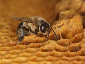 In this photo provided by Geoffrey Williams, a drone honey bee emerges from a honeycomb.