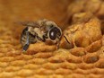 In this photo provided by Geoffrey Williams, a drone honey bee emerges from a honeycomb.