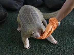 FILE - In this Aug. 31, 2017, file photo, a customs official displays one of the 136 illegal pangolins it seized, during a press conference at the Customs Department headquarters in Bangkok, Thailand. With wildlife trafficking escalating worldwide, some countries are starting to "follow the money" in an effort to track down the kingpins financing crime rings. The United Nations urged the world's countries to adopt laws that allow wildlife crimes to be investigated by money laundering agents who can have assets seized. (AP Photo/Sakchai Lalit, File)