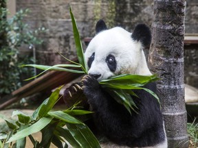 FILE - In this Saturday, Nov. 28, 2015, file photo, Basi the giant panda eats plants during ceremonies to mark her 35th birthday at the Fuzhou Giant Panda Research Center in Fuzhou in southeastern China's Fujian province. Basi passed away Wednesday, Sept. 13, 2017, at the age of 37. Caretakers in the eastern city of Fuzhou said Basi was suffering from a number of ailments, including liver and kidney problems, when she died. (Chinatopix via AP)