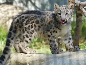 In this Tuesday, Sept. 12, 2017, photo, an endangered snow leopard cub explores it's enclosure the Los Angeles Zoo, in California. The elusive snow leopard _ long considered an endangered species _ has been upgraded to "vulnerable," international conservationists said Thursday. But experts warned the new classification does not mean the big cats are safe. (AP Photo/Richard Vogel)