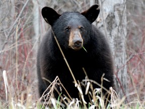 A black bear in Timmins, Ont.