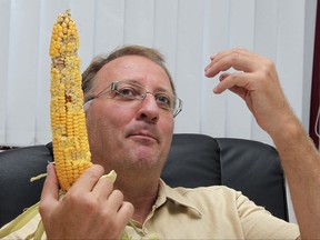 FILE - In this Tuesday, Aug. 10, 2010 photo Giorgio Fidenato holds a raw ear of genetically modified yellow corn at his office in Pordenone, northern Italy. The European Union Court of Justice has ruled Wednesday Sept. 13, 2017, in favor of Italian activist farmer Fidenato, saying Italy had no right to ban GMO crops given that there is no scientific evidence they are hazardous.(AP Photo/Paolo Giovannini, FILE)