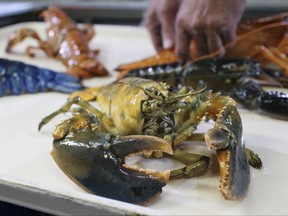 In this Thursday, Aug. 31, 2017 photo provided by the New England Aquarium, a rare yellow lobster is displayed for photos at the aquarium in Boston with their collection of other oddly colored crustaceans. The lobster, donated by a Salem seafood company, will be put on exhibit for about a month after it undergoes quarantine. (Emily Bauernfeind/New England Aquarium via AP)