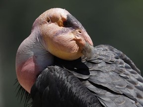 In this Wednesday, June 21, 2017 photo, a California condor sits perched on a tree branch in the Ventana Wilderness east of Big Sur, Calif. Three decades after being pushed to the brink of extinction, the California condor is staging an impressive comeback, thanks to captive-breeding programs and reduced use of lead ammunition near their feeding grounds. (AP Photo/Marcio Jose Sanchez)