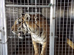 This photo provided by the Arkansas Game and Fish Commission shows a tiger in a cage Monday, Sept. 11, 2017, at a barn near Weiner, Ark. The agency is investigating the discovery of multiple big cats at the location on Saturday, Sept. 9, that authorities suspect were going to shipped to Germany. (Arkansas Game and Fish Commission via AP)