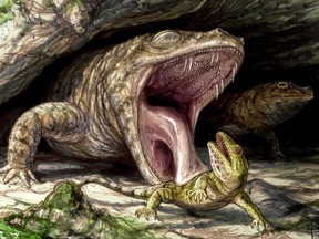 The Early Permian dissorophid Cacops displays its fearsome dentition as it preys on the hapless reptile Captorhinus in this handout illustration. Canadian researchers say they've found evidence that the ancient ancestors of modern-day frogs were once keen predators with thousands of teeth to help devour their prey. The team from the University of Toronto examined fossils of animals believed to have evolved into the amphibians people are familiar with today. THE CANADIAN PRESS/HO - dontmesswithdinosaurs.com, Brian Engh