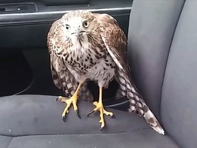An image of an injured hawk dubbed "Harvey" who took refuge in a cab during the hurricane of the same name. She is now healed and be re-released into the wild.