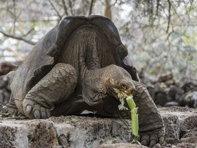 RETRANSMISSION WITH HIGHER RESOLUTION - This photo released by Galapagos National Park on Wednesday, Sept. 12, 2017 shows a turtle with genes from an extinct species of turtles that disappeared about 167 years ago, in Santa Cruz, Galapagos Islands, Ecuador. The species, Chelonoidis elephantopus, endemic to Floreana Island, was believed to be lost forever, but its genetic trail was found by chance on Wolf Volcano. (Galapagos National Park via AP)