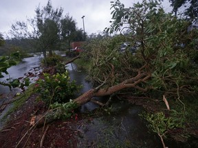 Fallen trees are seen during Hurricane Irma, in Fort Myers, Fla., Sunday, Sept. 10, 2017. Hurricane Irma set all sorts of records for brute strength before crashing into Florida, flattening islands in the Caribbean and swamping the Florida Keys. (AP Photo/Gerald Herbert)